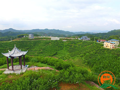 黔陽瞐黔陽黃桃產業園1 黔陽瞐黔陽黃桃產業園1